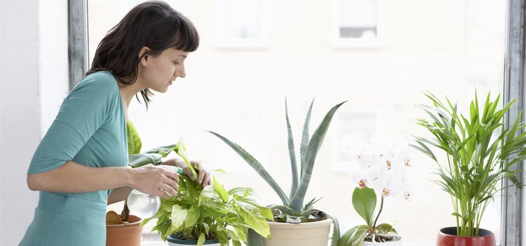 घर में यह पौधे लगाने से तनाव होगा कम और आप ले पाएंगे पूरा विश्राम